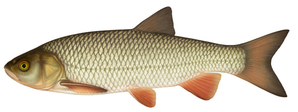 Squalius cephalus_07.jpg